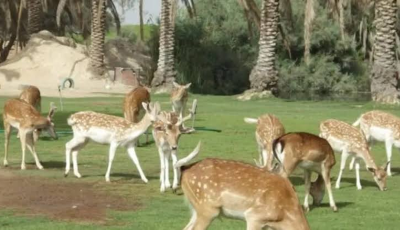 بعد تطويرها بالكامل”.. حديقة حيوان الجيزة تتحول إلى وجهة سياحية ليلية متكاملة تقدم للزوار جولات تعليمية وترفيهية بين الحيوانات
