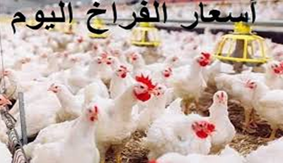 شوف بكام اليوم؟.. “سعر كيلو الفراخ البيضاءاليوم الجمعة 29 أغسطس 2025 وأسعار البيض وبورصة الدواجن