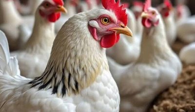 أسعار الدواجن اليوم الخميس 28 أغسطس 2025