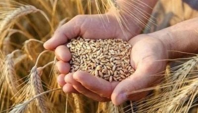 بكام الحبة الرفيعة والعريضة؟.. سعر الأرز الشعير اليوم السبت 30 أغسطس 2025