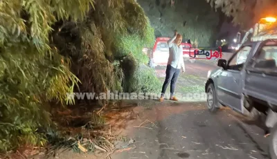إعادة فتح طريق الزقازيق الإسماعيلية الزراعي بعد إزالة شجرة ضخمة ( صور)