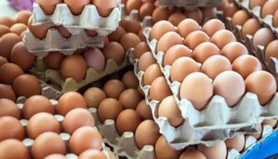 الأحمر والبلدي بكام؟.. سعر كرتونة البيض للمستهلك اليوم الأربعاء 10-9-2025