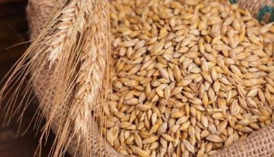 سعر طن الأرز الشعير اليوم الأحد 21 سبتمبر 2025 في الأسواق