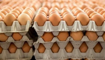 الأحمر والبلدي بكام؟.. سعر كرتونة البيض للمستهلك اليوم الإثنين 29 سبتمبر 2025