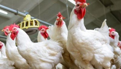 بورصة الدواجن.. أسعار الفراخ البيضاء والبلدي اليوم الجمعة في الأسواق